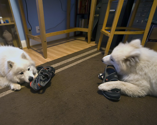 0.000001_Golden Retriever _ Golden Retriever_0.9541656.jpg