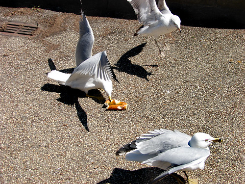 0.000001_goose _ goose_0.7543604.jpg