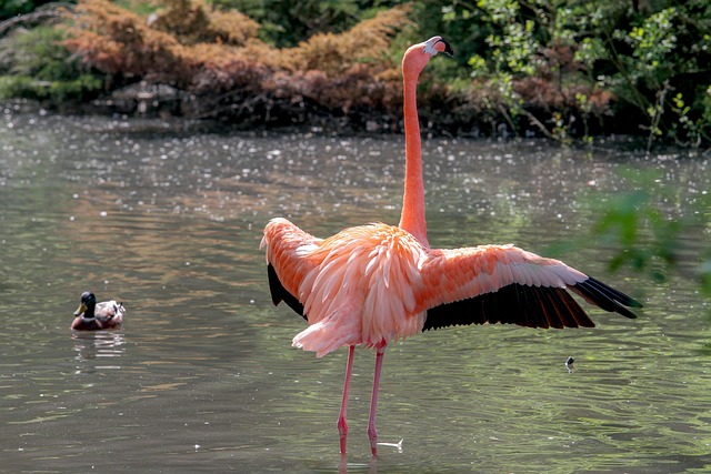 sample_duck_flamingo.jpg