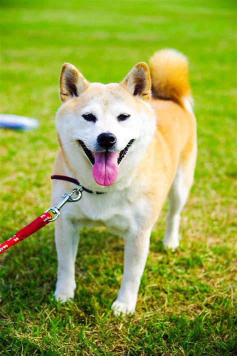 shiba inu