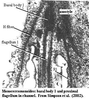 Basal Cell Carcinoma