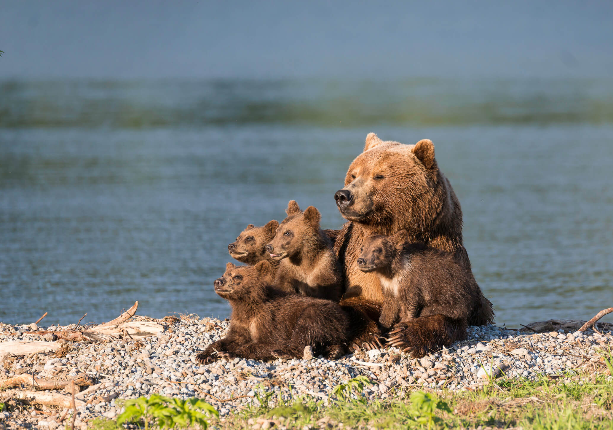 bear.jpg