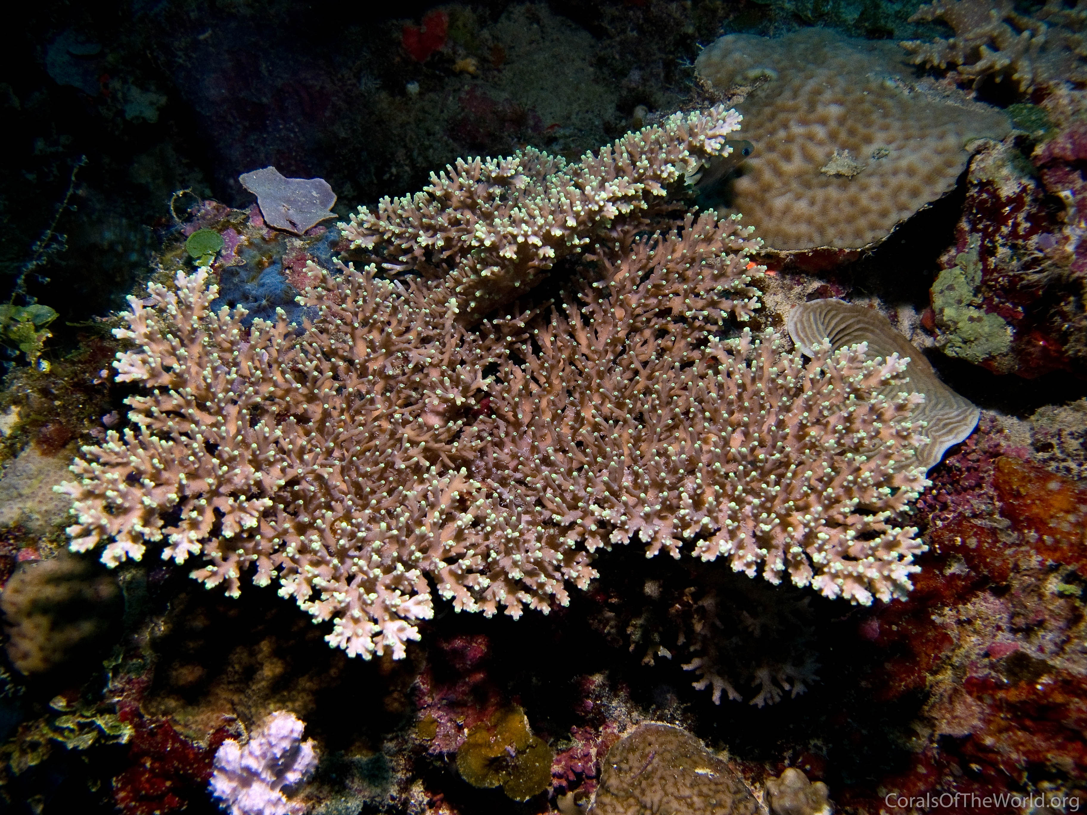Acropora_aculeus.jpg