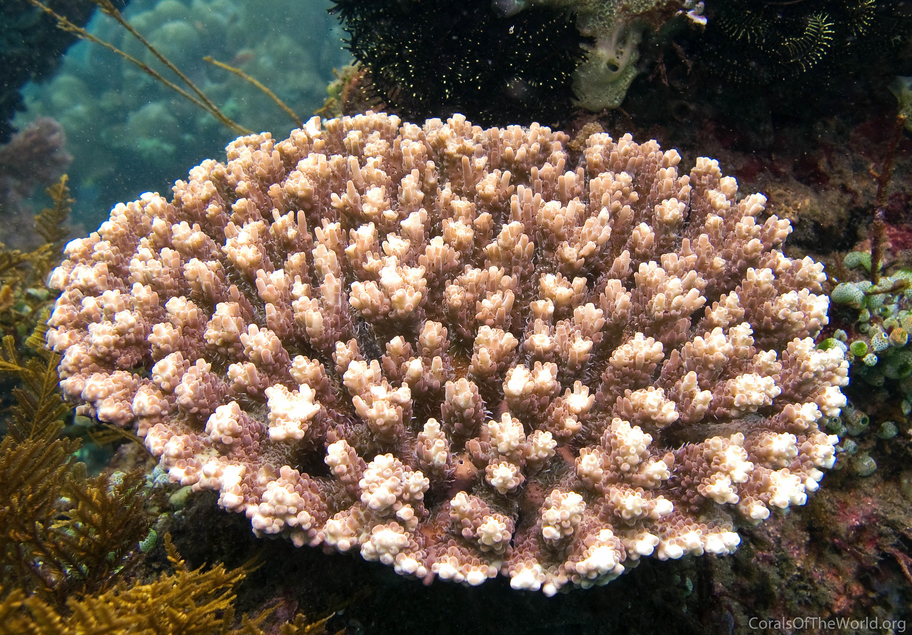 Acropora_anthocercis.jpg