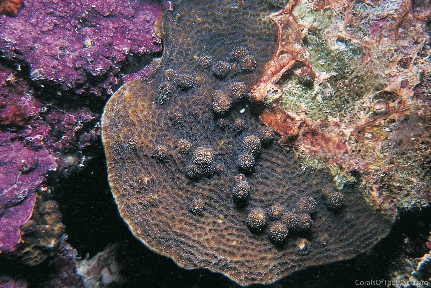 Agaricia_fragilis.jpg