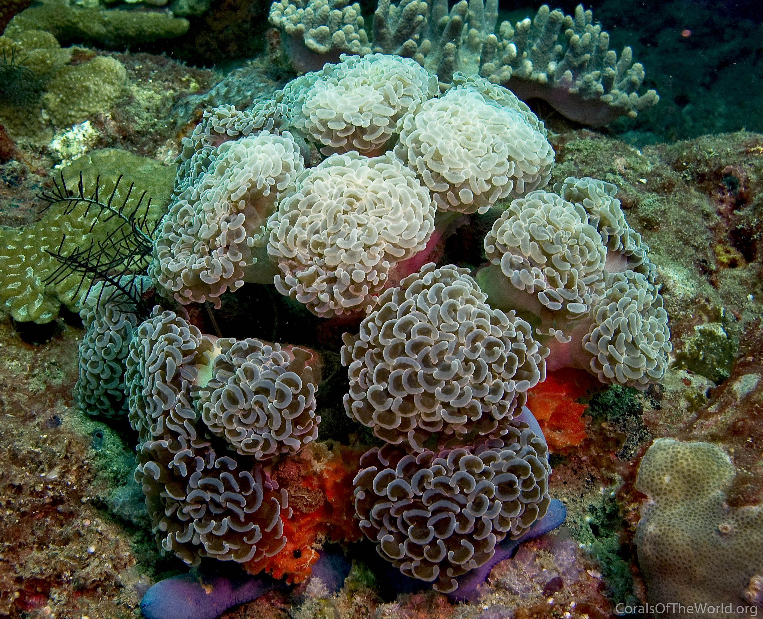 Euphyllia_paraancora.jpg
