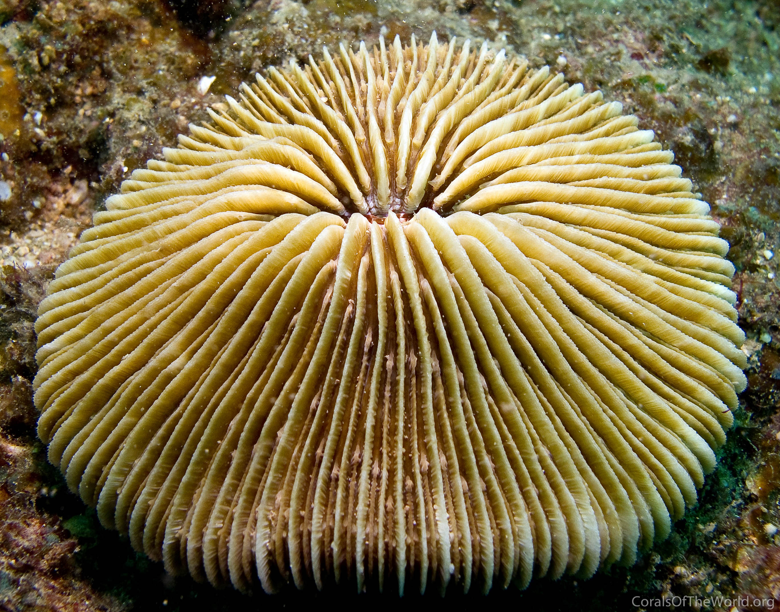 Fungia_concinna.jpg