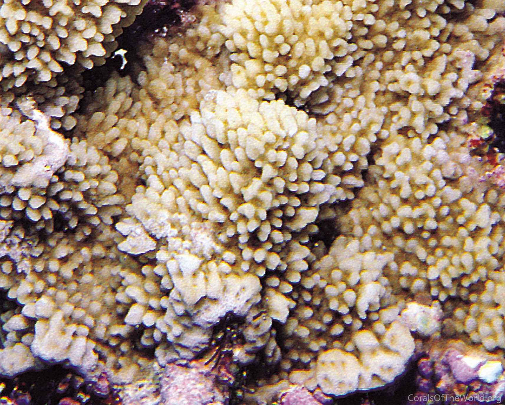 Montipora_saudii.jpg