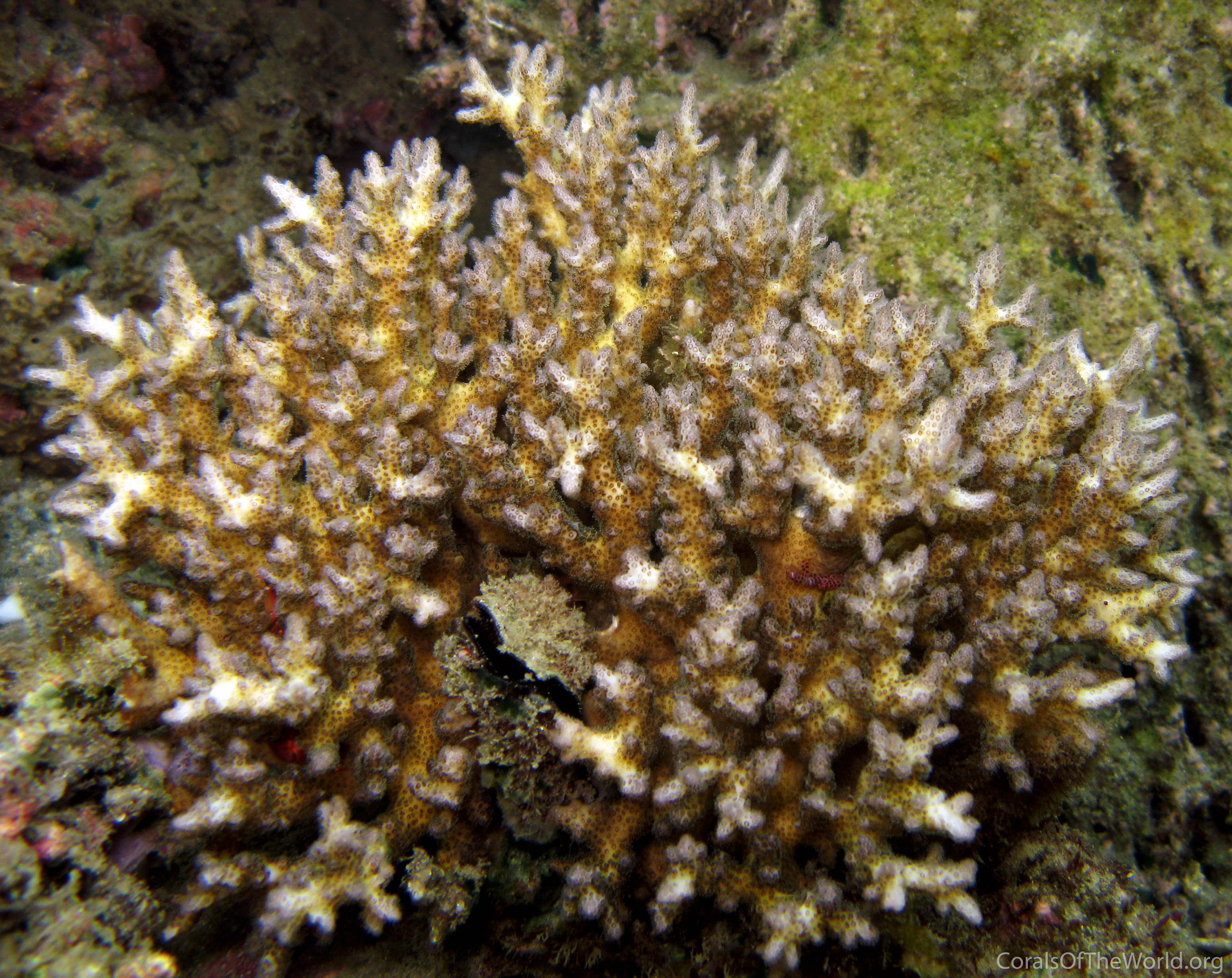 Pocillopora_acuta.jpg