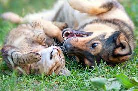 dog_and_cat2.jpg