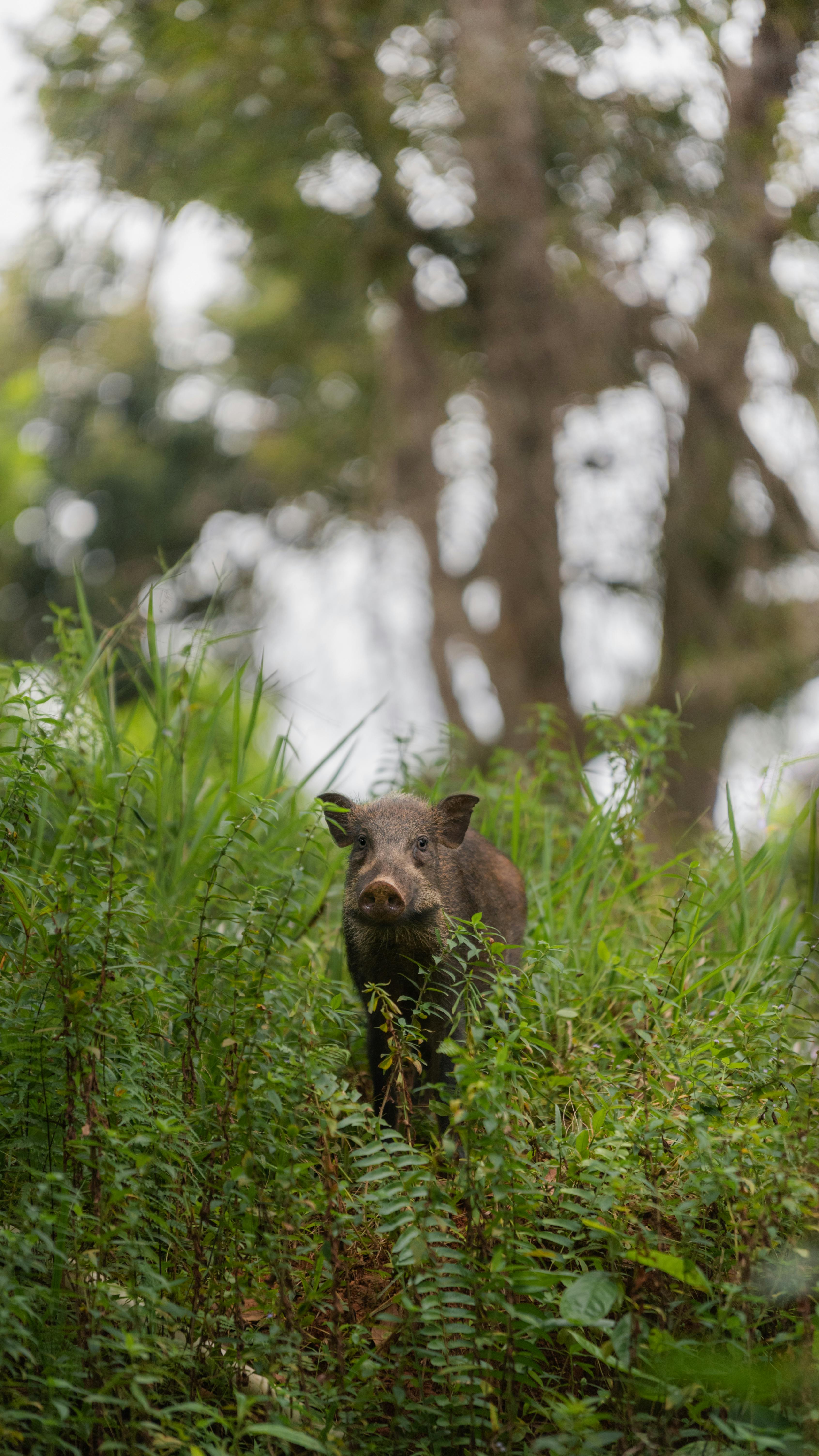 boar.jpg